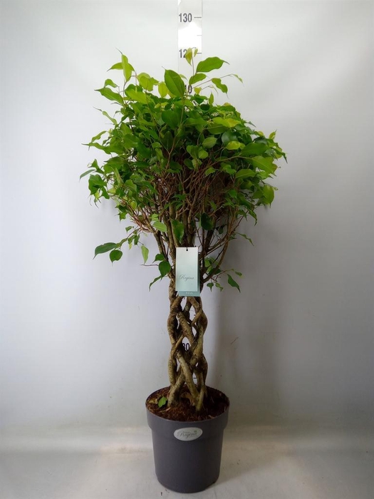 <h4>Ficus benja.   ...special shapes</h4>