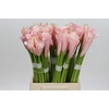 Zantedeschia Eydolls Pink
