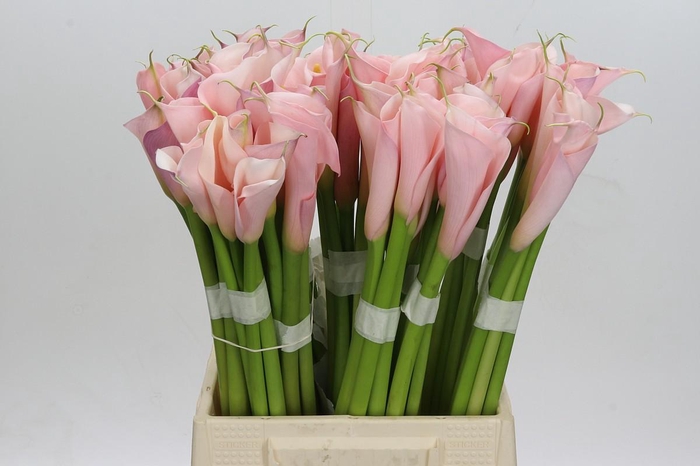 Zantedeschia Eydolls Pink