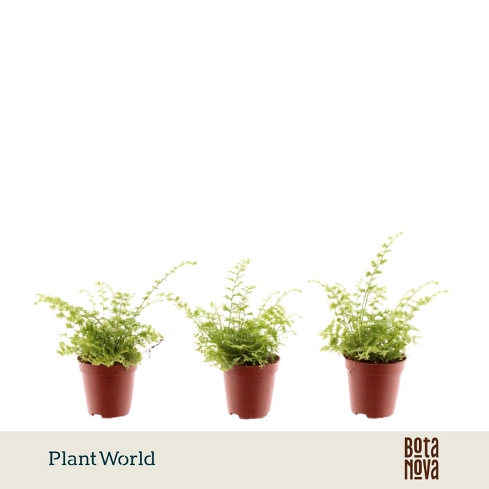 <h4>Nephrolepis Green Fantasy</h4>