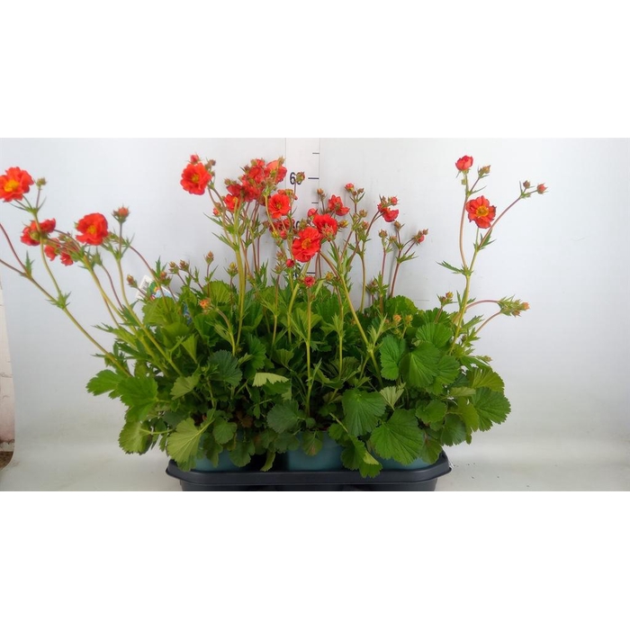 <h4>Geum  'Scarlet Tempest'</h4>