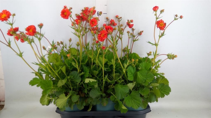 <h4>Geum  'Scarlet Tempest'</h4>