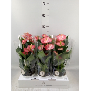 Anthurium andr. 'Livium  Brillante'