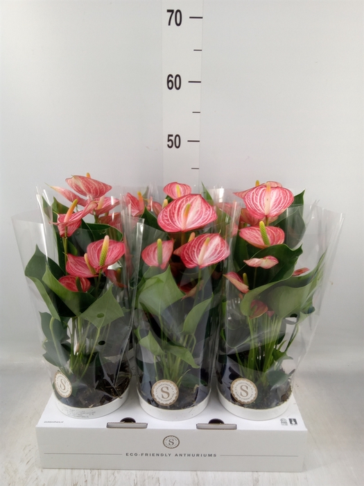 <h4>Anthurium andr. 'Livium  Brillante'</h4>