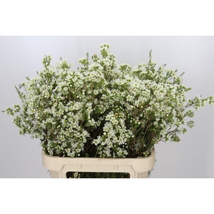 Chamelaucium Ivory Pearl