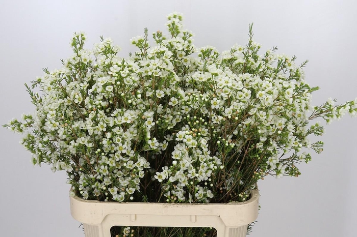 <h4>Chamelaucium Ivory Pearl</h4>