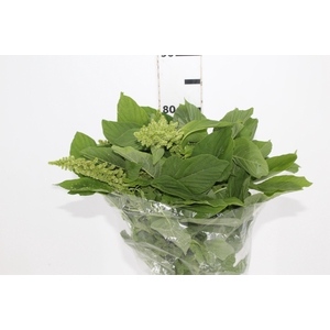 AMARANTHUS VERDE