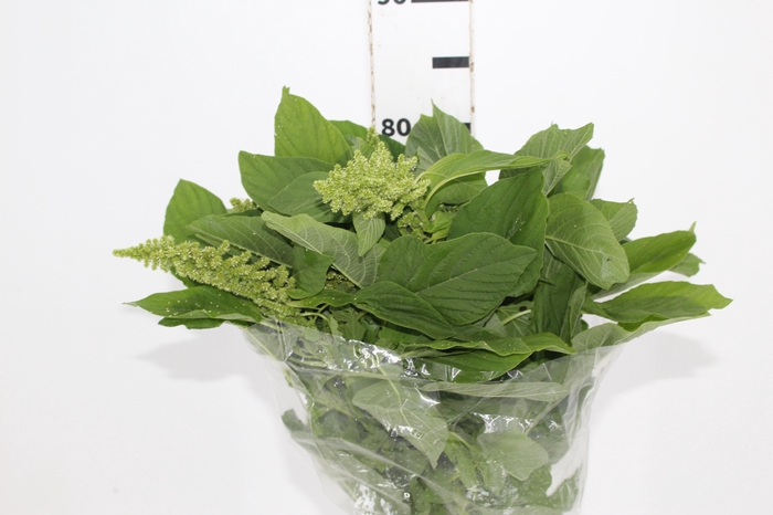<h4>AMARANTHUS VERDE</h4>