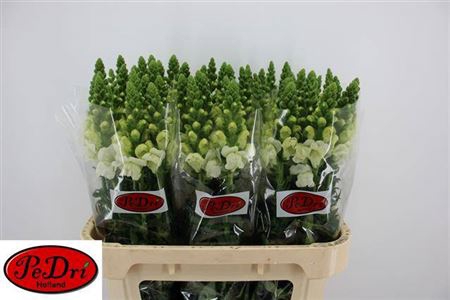 <h4>Antir Antibes White Extra</h4>