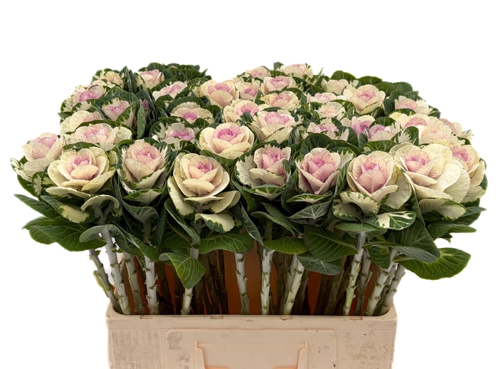 <h4>Brass White Crane</h4>