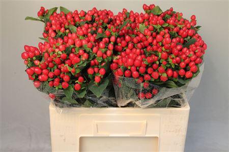 <h4>Hyp Mag Triumph</h4>