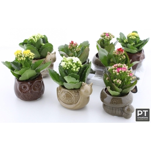 ARR KALANCHOE