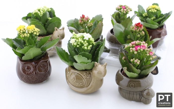<h4>ARR KALANCHOE</h4>