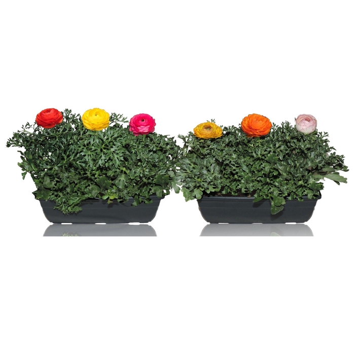 <h4>Ranunculus Sprinkles Gemengd Balkonbak</h4>