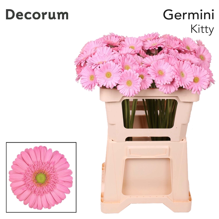 Germini Kitty Water x60