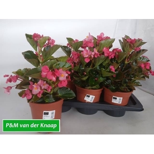 BEGO BIG ROSE W BR L