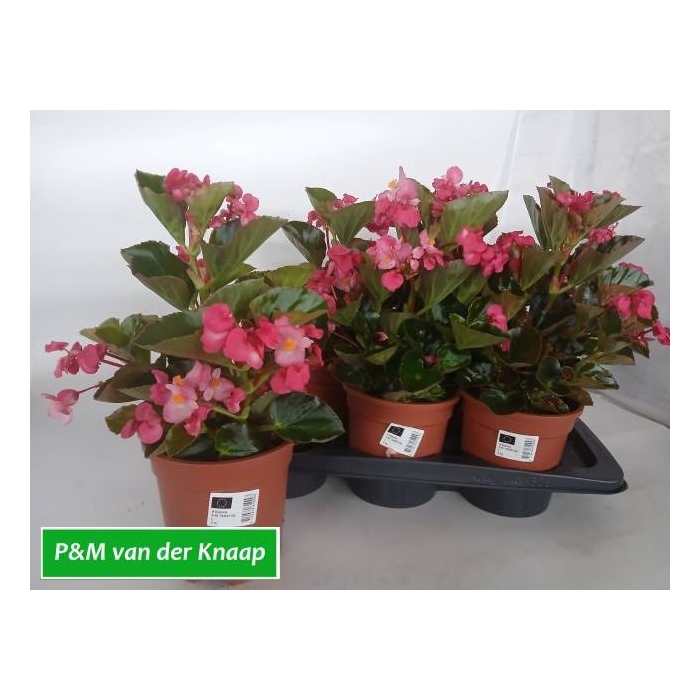 <h4>BEGO BIG ROSE W BR L</h4>