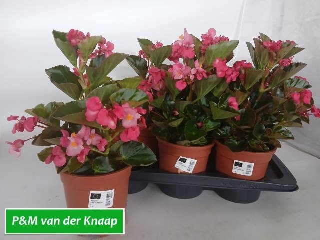 <h4>BEGO BIG ROSE W BR L</h4>