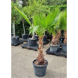 Washingtonia Robusta P45 H200 Nr2