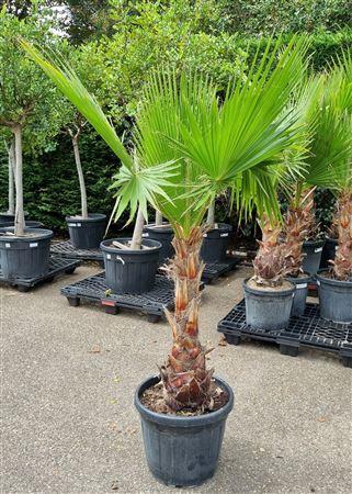 <h4>Washingtonia Robusta P45 H200 Nr2</h4>