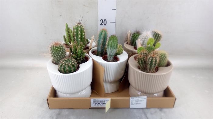 <h4>Cactus   ...</h4>