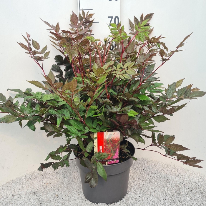 <h4>Astilbe Maggie Daley P26</h4>