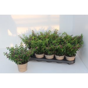 CUPH HYSSOPIFOLIA