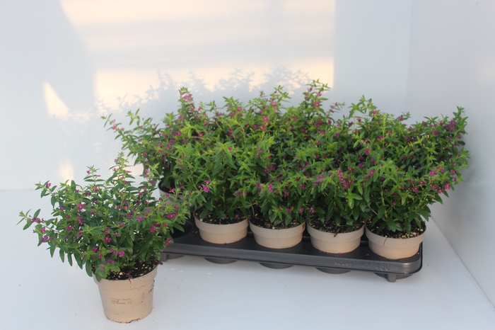 <h4>CUPH HYSSOPIFOLIA</h4>