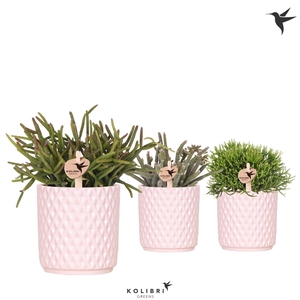 Kolibri Greens Rhipsalis mix in Diamond pot nude