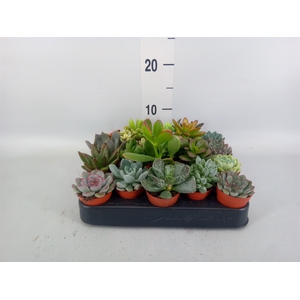 Succulents   ...