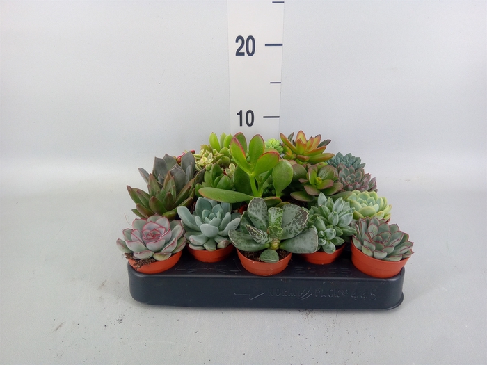 <h4>Succulents   ...</h4>