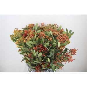 Photinus Berry Red P Bunch