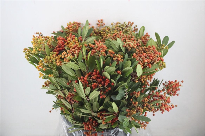 <h4>Photinus Berry Red P Bunch</h4>