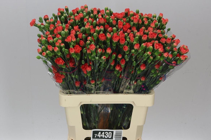 <h4>Di Tr Orange</h4>