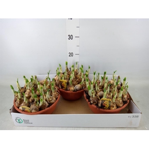 Narcissus cycl. 'Jetfire'