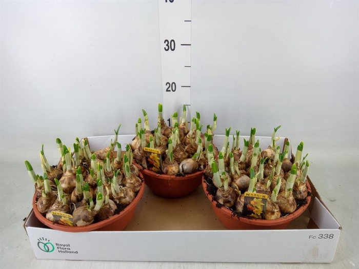 <h4>Narcissus cycl. 'Jetfire'</h4>