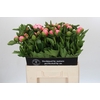 Paeonia Etched Salmon