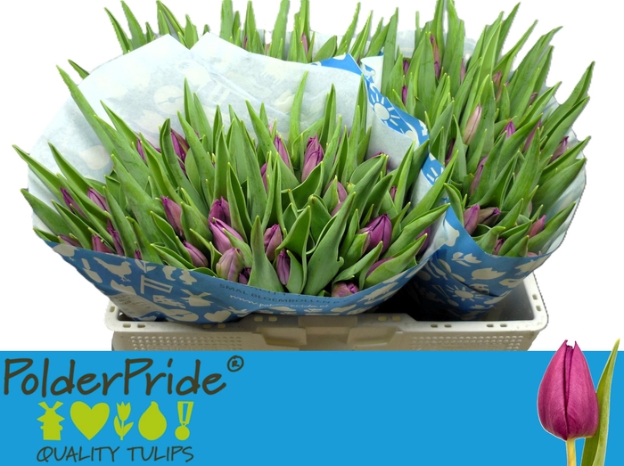 <h4>TU EN PURPLE VALLEY</h4>