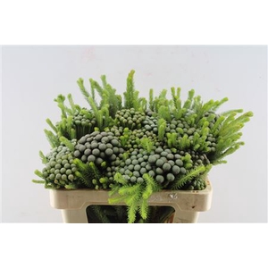 Kaaps Brunia Albiflora X5