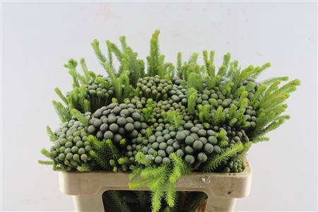 Kaaps Brunia Albiflora X5