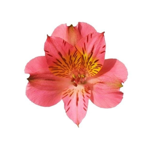 Alstr Pink  70cm EC