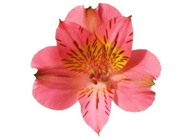 <h4>Alstr Pink  70cm EC</h4>