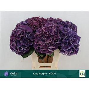 Hydr M Royal King