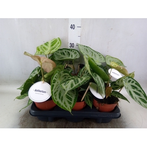 Anthurium   ...