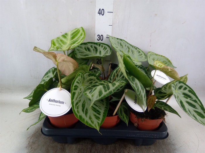 <h4>Anthurium   ...</h4>