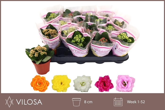 <h4>KAL GE GEM 5 KL</h4>