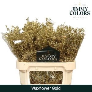 Waxflower premium L80 Goud