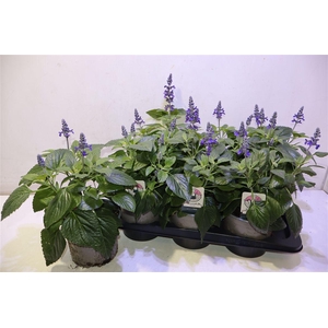 arr8 Salvia Mys Spires Bl