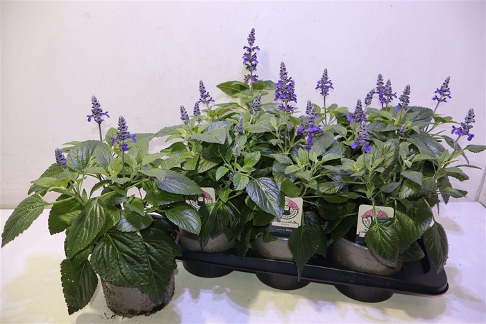 <h4>arr8 Salvia Mys Spires Bl</h4>
