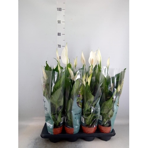 Spathiphyllum  'Sweet Ricardo'